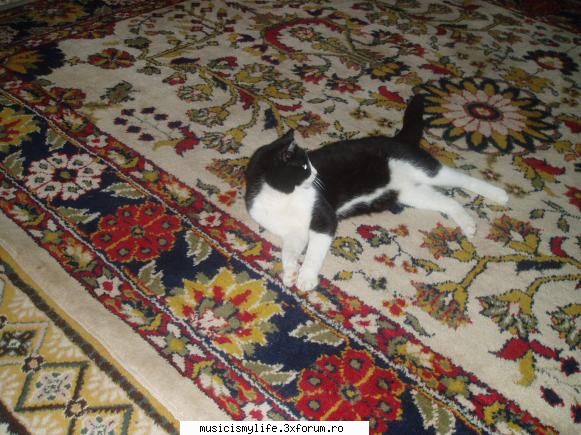 Pets - omg ii Puff hier :X:X:X - Photos