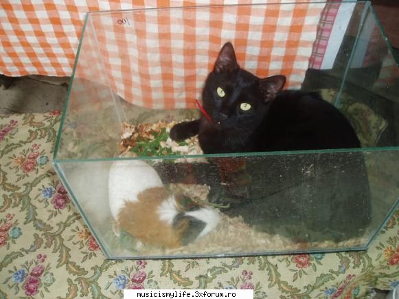 Pets - bay mi'am gasith shy hamsteru' adik nhu ii prea - Photos